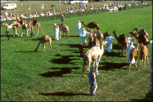 ... ist der Rasen schön grün!